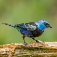 Blue-necked Tanager